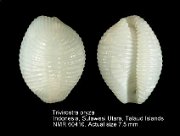 Trivirostra oryza (5)
